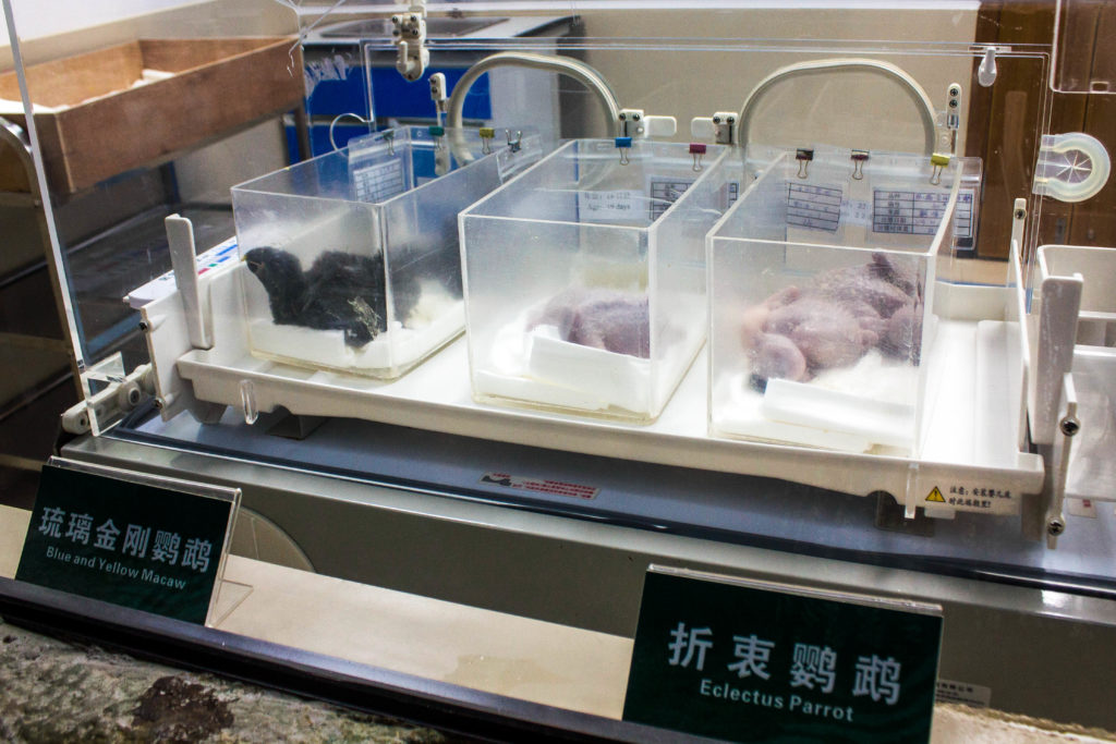 广州长隆动物育幼区折衷鹦鹉幼鸟