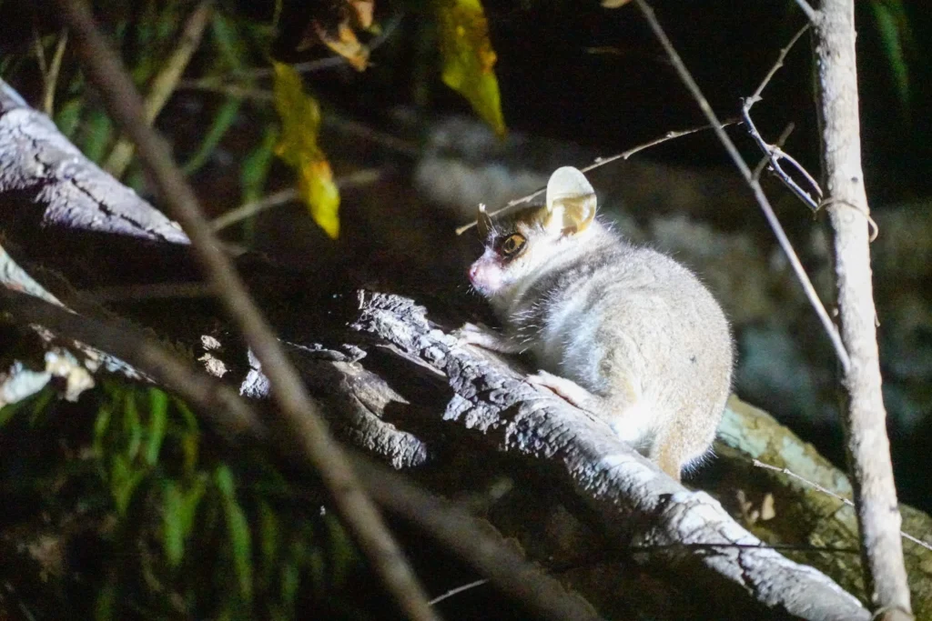 马达加斯加 Kirindy Reserve|从 Bekopaka 穿越125km荒野,夜探森林寻找狐猴 - Fishagrams | 旅人小鱼 Fishagrams | 旅人小鱼