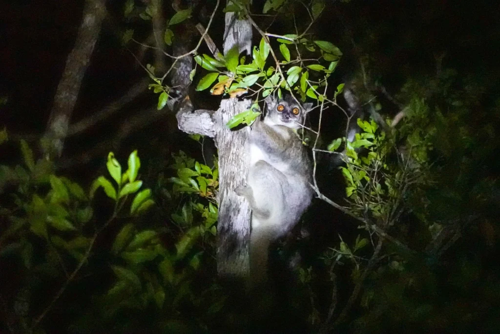 马达加斯加 Kirindy Reserve|从 Bekopaka 穿越125km荒野,夜探森林寻找狐猴 - Fishagrams | 旅人小鱼 Fishagrams | 旅人小鱼