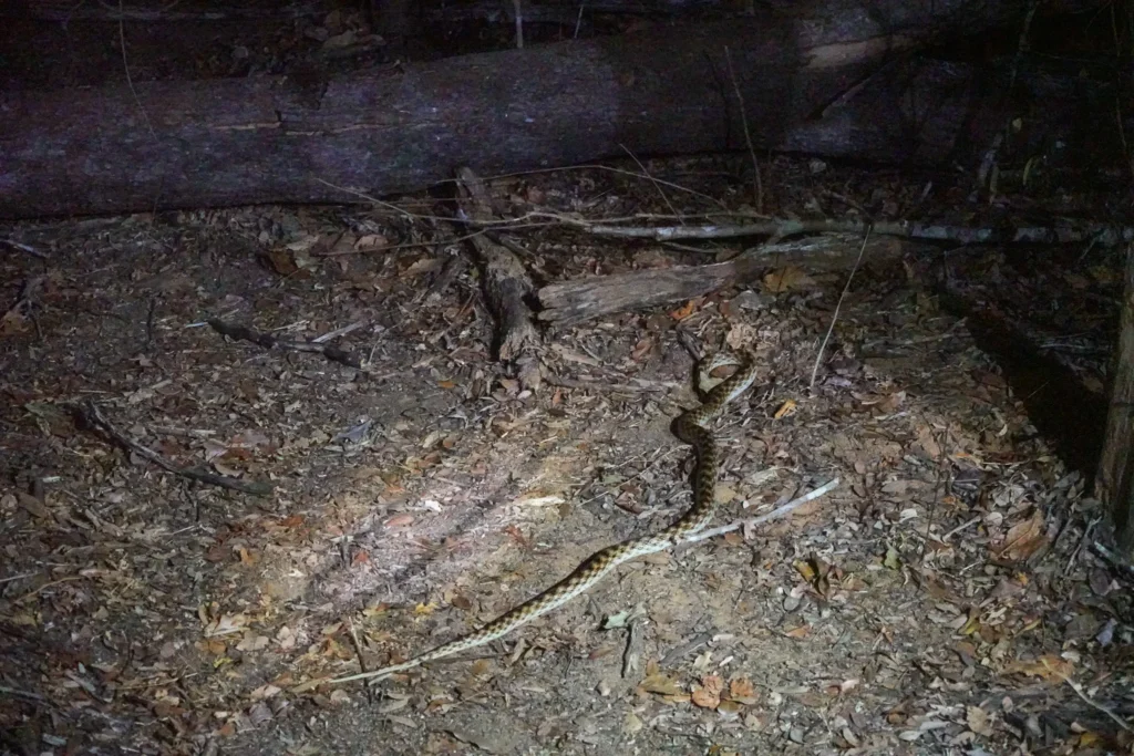 马达加斯加 Kirindy Reserve|从 Bekopaka 穿越125km荒野,夜探森林寻找狐猴 - Fishagrams | 旅人小鱼 Fishagrams | 旅人小鱼