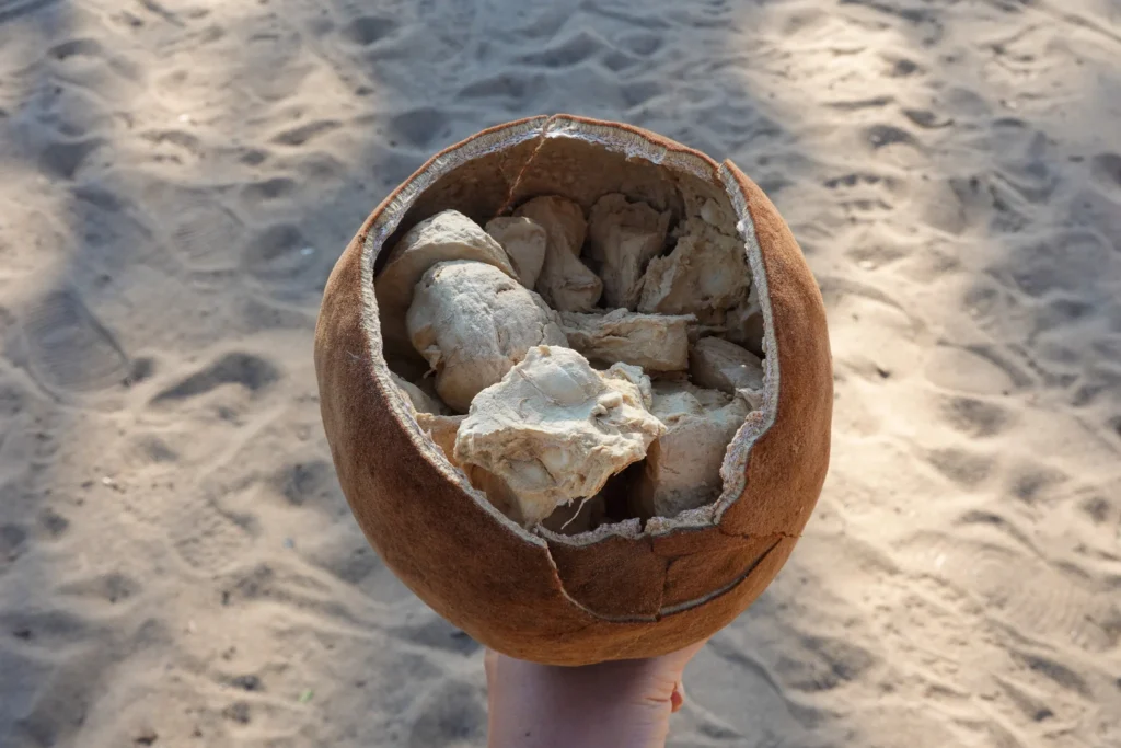 马达加斯加猴面包树|猴面包树大道、千年神树与猴面包果 - Fishagrams | 旅人小鱼 Fishagrams | 旅人小鱼